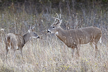 Two white-tailed deer (whitetail deer) (Virginia deer) (Odocoileus virginianus) bucks, Custer State Park, South Dakota, United States of America, North America