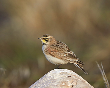 Horned Lark (Eremophila alpestris), Antelope Island State Park, Utah, United States of America, North America