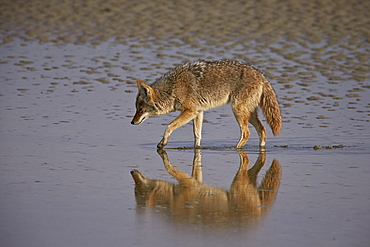 Coyote (Canis latrans), Antelope Island State Park, Utah, United States of America, North America