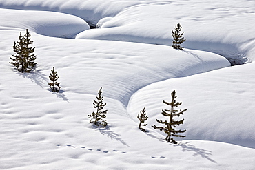 Evergreen trees in the snow with a meandering stream, Grand Teton National Park, Wyoming, United States of America, North America