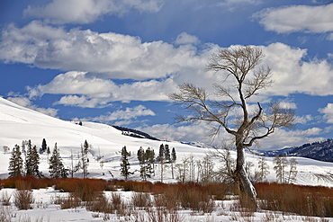 Bare cottonwood tree in the snow, Yellowstone National Park, UNESCO World Heritage Site, Wyoming, United States of America, North America