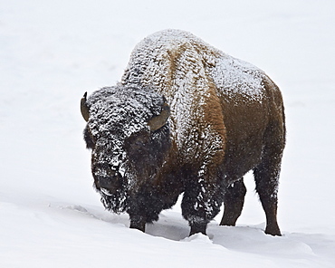 Bison (Bison bison) bull covered with snow in the winter, Yellowstone National Park, Wyoming, United States of America, North America