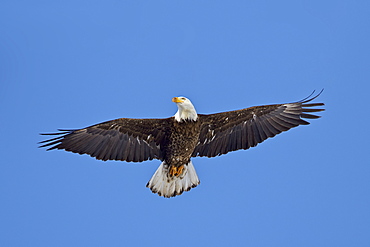 Bald Eagle (Haliaeetus leucocephalus) flying, Yellowstone National Park, Wyoming, United States of America, North America