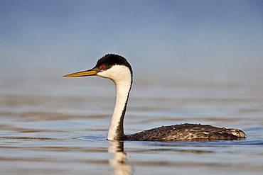 Western Grebe (Aechmophorus occidentalis) swimming, Tonto National Forest, Arizona, United States of America, North America