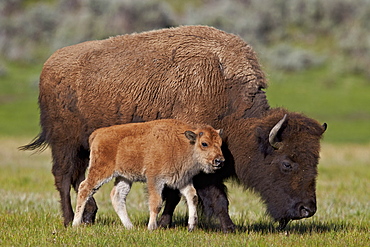 Bison (Bison bison) cow and calf in the spring, Yellowstone National Park, Wyoming, United States of America, North America