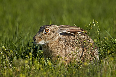 Black-tailed jackrabbit (Lepus californicus), Pawnee National Grassland, Colorado, United States of America, North America