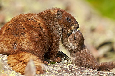 Young yellow-bellied marmot (yellowbelly marmot) (Marmota flaviventris) adult and young, San Juan National Forest, Colorado, United States of America, North America