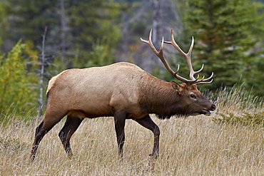 Bull elk (Cervus canadensis) in the fall, Jasper National Park, UNESCO World Heritage Site, Alberta, Canada, North America