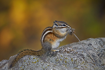 Uinta chipmunk (Tamias umbrinus) eating, Grand Mesa National Forest, Colorado, United States of America, North America