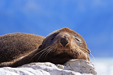 New Zealand fur seal (Arctocephalus fosteri), Kaikoura, South Island, New Zealand, Pacific