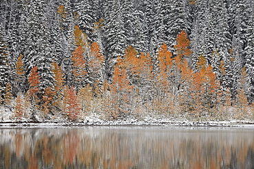 Orange aspens in the fall among evergreens covered with snow at a lake, Grand Mesa National Forest, Colorado, United States of America, North America