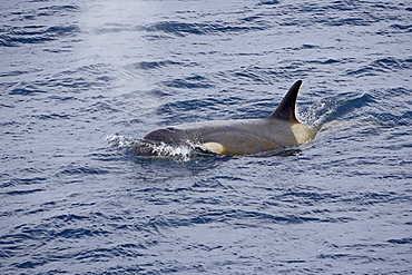 Orca or killer whale (Orcinus orca) surfacing, Antarctic Peninsula, Antarctica, Polar Regions