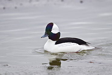 Bufflehead (Bucephala albeola), male, Bosque del Apache National Wildlife Refuge, New Mexico, United States of America, North America