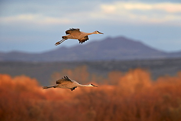 Two sandhill crane (Grus canadensis) in flight, Bosque del Apache National Wildlife Refuge, New Mexico, United States of America, North America