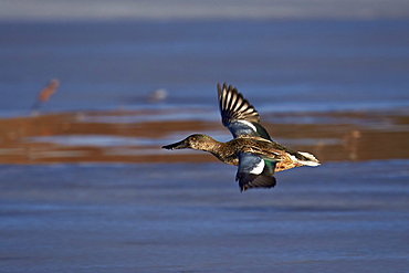 Northern shoveler (Anas clypeata) in flight, Bosque del Apache National Wildlife Refuge, New Mexico, United States of America, North America