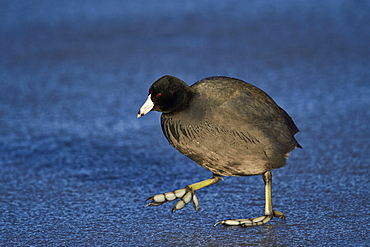 American coot (Fulica americana) walking on ice, Bosque del Apache National Wildlife Refuge, New Mexico, United States of America, North America