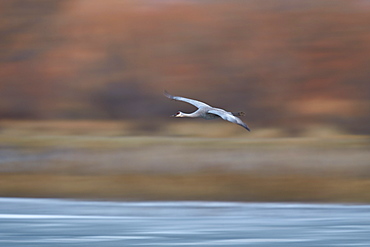 Sandhill crane (Grus Canadensis) in flight parachuting on approach to landing, Bosque del Apache National Wildlife Refuge, New Mexico, United States of America, North America 