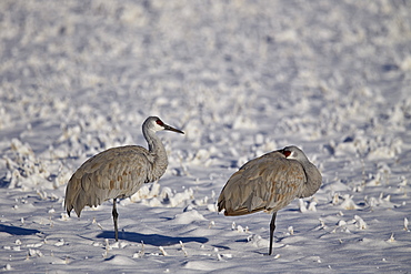 Two sandhill crane (Grus Canadensis) in the snow, Bosque del Apache National Wildlife Refuge, New Mexico, United States of America, North America 