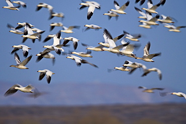 Snow goose (Chen caerulescens) flock in flight, Bosque del Apache National Wildlife Refuge, New Mexico, United States of America, North America 