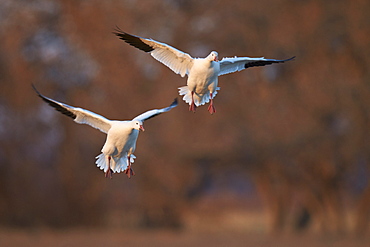 Two snow goose (Chen caerulescens) landing, Bosque del Apache National Wildlife Refuge, New Mexico, United States of America, North America 