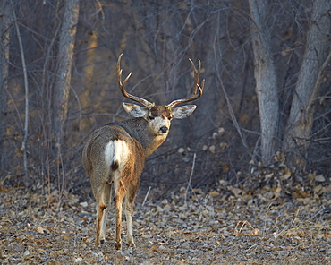 Mule deer (Odocoileus hemionus) buck, Bosque del Apache National Wildlife Refuge, New Mexico, United States of America, North America 