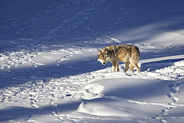 Gray wolf (Canis lupus) 870F of the Junction Butte Pack in the winter, Yellowstone National Park, Wyoming, United States of America, North America 