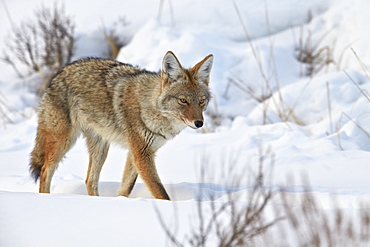 Coyote (Canis latrans) in the snow in winter, Yellowstone National Park, Wyoming, United States of America, North America 