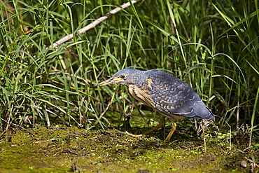 Green-backed heron (striated heron) (Butorides striatus), immature, Ngorongoro Crater, Tanzania, East Africa, Africa 