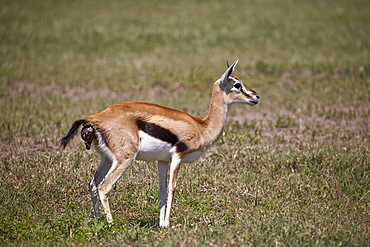 Thomson's gazelle (Gazella thomsonii) female giving birth, Ngorongoro Crater, Tanzania, East Africa, Africa 