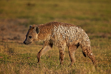 Spotted hyena (spotted hyaena) (Crocuta crocuta), Ngorongoro Crater, Tanzania, East Africa, Africa 