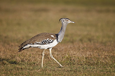 Kori bustard (Ardeotis kori), Ngorongoro Crater, Tanzania, East Africa, Africa 