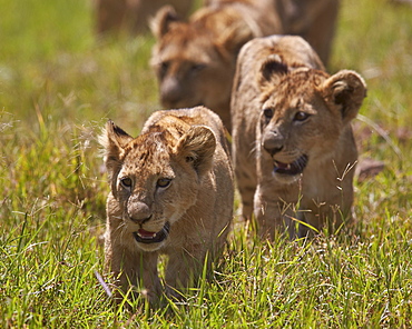 Lion (Panthera Leo) cubs, Ngorongoro Crater, Tanzania, East Africa, Africa 