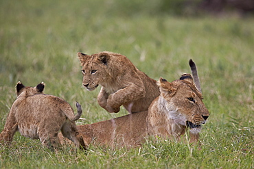 Lion (Panthera Leo) cubs playing, Ngorongoro Crater, Tanzania, East Africa, Africa 