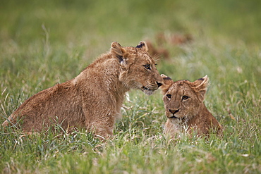 Lion (Panthera Leo) cubs, Ngorongoro Crater, Tanzania, East Africa, Africa 