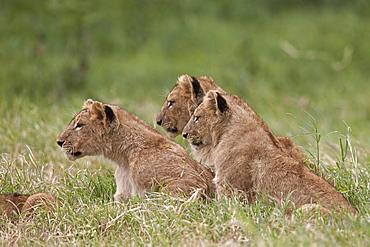 Lion (Panthera Leo) cubs, Ngorongoro Crater, Tanzania, East Africa, Africa 