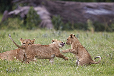 Lion (Panthera Leo) cubs playing, Ngorongoro Crater, Tanzania, East Africa, Africa 