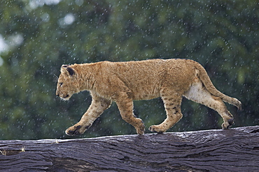 Lion (Panthera Leo) cub on a downed tree trunk in the rain, Ngorongoro Crater, Tanzania, East Africa, Africa 