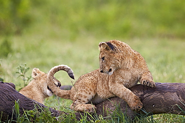 Lion (Panthera Leo) cubs playing, Ngorongoro Crater, Tanzania, East Africa, Africa 