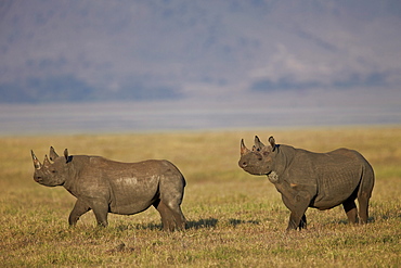 Black rhinoceros (hook-lipped rhinoceros) (Diceros bicornis) pair, Ngorongoro Crater, Tanzania, East Africa, Africa 