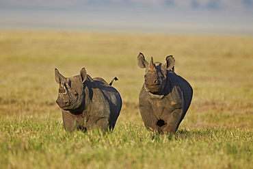 Black rhinoceros (hook-lipped rhinoceros) (Diceros bicornis) pair, Ngorongoro Crater, Tanzania, East Africa, Africa 