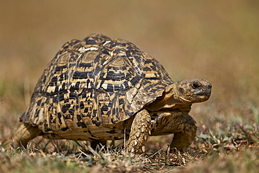 Leopard tortoise (Geochelone pardalis), Ngorongoro Conservation Area, Serengeti, Tanzania, East Africa, Africa 