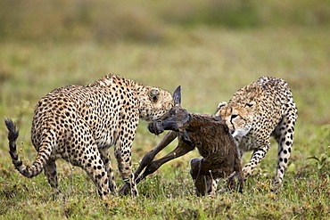 Two male cheetah (Acinonyx jubatus) killing a new born blue wildebeest (brindled gnu) (Connochaetes taurinus) calf, Ngorongoro Conservation Area, Serengeti, Tanzania, East Africa, Africa 