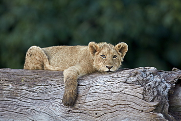 Lion (Panthera leo) cub on a downed tree trunk, Ngorongoro Crater, Tanzania, East Africa, Africa