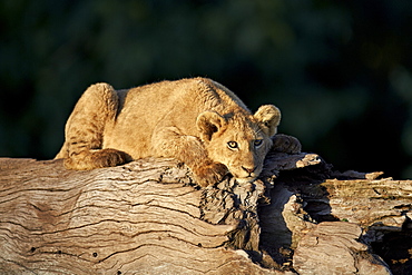 Lion (Panthera leo) cub on a downed tree trunk, Ngorongoro Crater, Tanzania, East Africa, Africa