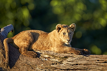 Lion (Panthera leo) cub on a downed tree trunk, Ngorongoro Crater, Tanzania, East Africa, Africa