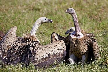 Ruppells griffon vultures (Gyps rueppellii), Ngorongoro Crater, Tanzania, East Africa, Africa