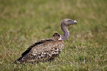 Ruppells griffon vulture (Gyps rueppellii), Ngorongoro Crater, Tanzania, East Africa, Africa