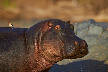 Hippopotamus (Hippopotamus amphibius) with a red-billed oxpecker (Buphagus erythrorhynchus), Serengeti National Park, Tanzania, East Africa, Africa