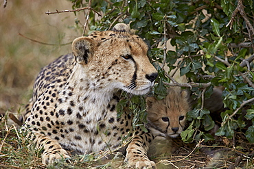 Cheetah (Acinonyx jubatus) mother and cub, about a month old, Serengeti National Park, Tanzania, East Africa, Africa