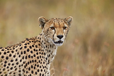 Cheetah (Acinonyx jubatus), Serengeti National Park, Tanzania, East Africa, Africa